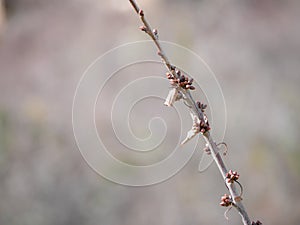 Small cherry blossoms begin to grow during late winter on the branches of cherry trees
