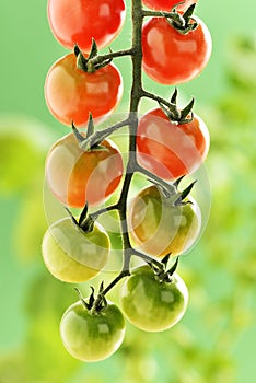 Small cherry Tomatoes