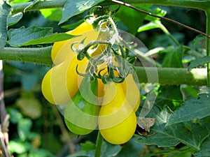 Small cherry tomatoes closeup