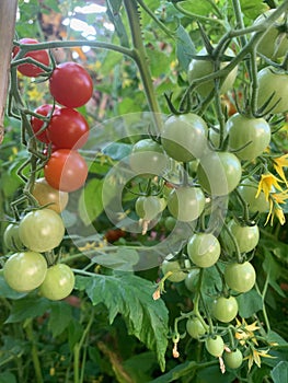 Small cherry tomatoes growing on a vine