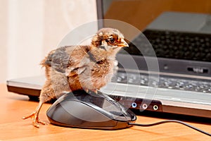 A small chick clicks on a computer mouse button_