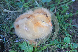 Small chick in the meadow of the farm