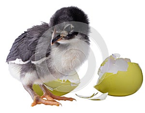 Small chick next to a yellow eggshell
