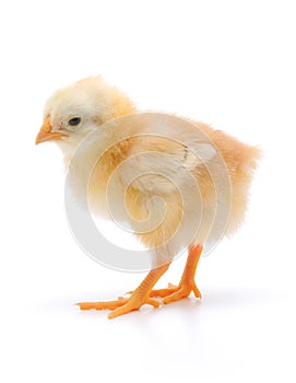 Small chicken