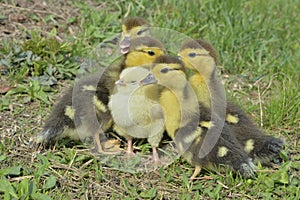 Small chicken and ducklings 6