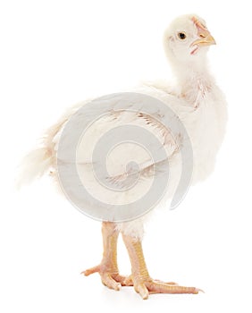 Small chicken