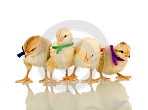Small chickens with colorful scarves photo