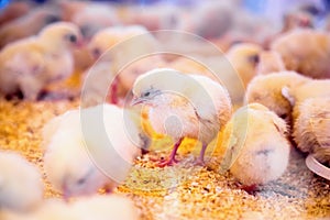 Small chickens in farm incubator or coop