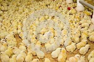 Small chickens at the poultry farm