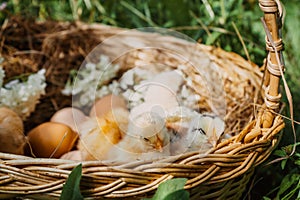 Small chickens are sleeping and large farm chicken eggs in a wicker basket on hay with white hydrangea flowers