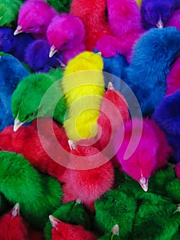 Colored chicken heads photo