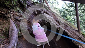 A small chihuahua with a coat is walking on a trail with a wooden fence wearing a warm pink jacket.