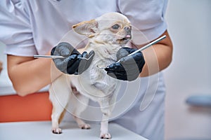 Small chihuahua dog being examined by a dentist doctor in a veterinary clinic. Pets, medicine, care, animals concept