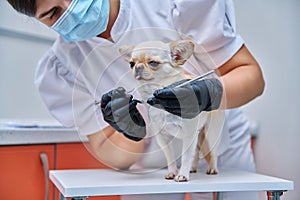 Small chihuahua dog being examined by a dentist doctor in a veterinary clinic. Pets, medicine, care, animals concept