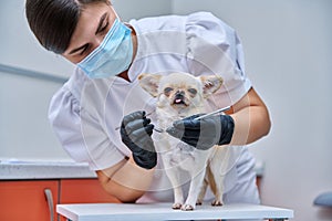 Small chihuahua dog being examined by a dentist doctor in a veterinary clinic. Pets, medicine, care, animals concept