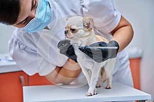 Small chihuahua dog being examined by a dentist doctor in a veterinary clinic. Pets, medicine, care, animals concept