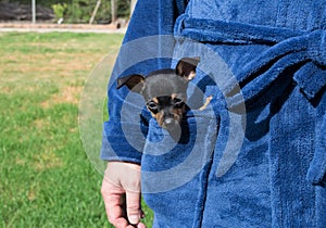 Small chihuahua dog inside a pocket photo