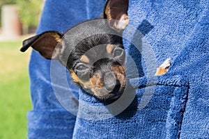 Small chihuahua dog inside a pocket photo
