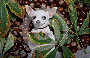 A small Chihuahua dog lies on his back among the leaves of a chestnut tree and smilingly looks in front of him. photo