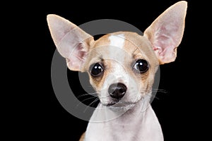 Small chihuahua dog looking at the camera with a funny expressio