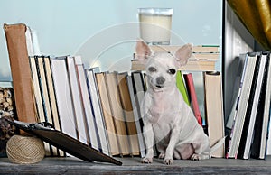 A small Chihuahua dog reads a book sitting in a cozy living room on the windowsill near the window among other books.