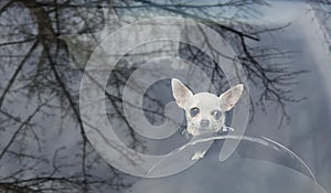 A small Chihuahua dog sits behind the wheel of a large car - a view through the windshield, which reflects the trees.