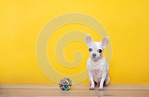 A small chihuahua dog sits next to a toy - a wicker rubber ball on a yellow background, looking at the camera.