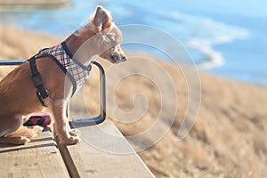 Small Chihuahua dog waiting on bench outside