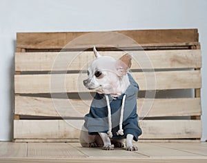 A small chihuahua dog in a warm suit rests next to a wooden wall in an alpine farmhouse.