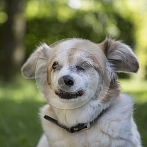 Small chihuahua on a green meadow