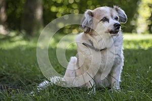 Small chihuahua on a green meadow