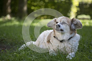 Small chihuahua on a green meadow