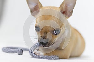 Small Chihuahua Puppy Dog chewing on rope toy on white background