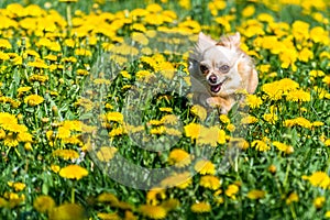 Small Chihuahua is running over a green meadow full of yellow da