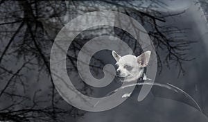 A small chihuahua sits behind the wheel of a large car and looks away - the view of the dog through the windshield.