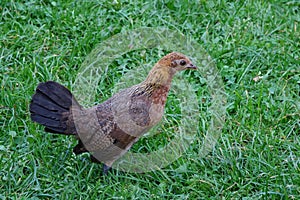 Small chiken hen on the move. photo