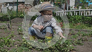 small child boy in hat and yellow boots squats near flowering strawberry bush