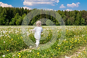 Small child boy plays on a summer meadow