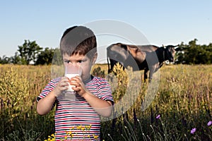 A small child boy in a striped bright T-shirt holds and drinks natural cow`s milk against a black cow in a field. Children`s foo
