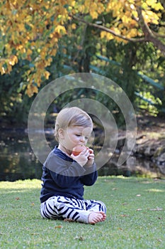 Small child eating an apple fruit outside - baby biting into an apple