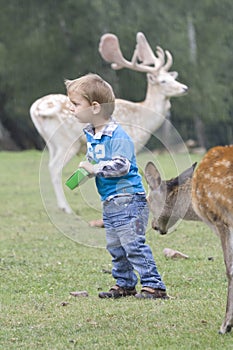 Small child between the fallow deer