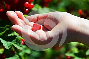 Small child hand holding a single berry of redcurrant Riber Rubrum in palm photo