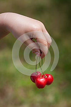 Small child hand holds three delicious red cherries