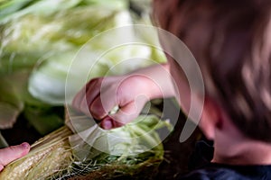 Small child learning to Shucking and tasseling sweet corn