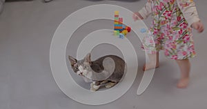 Small child plays with cats on gray background. Cute baby girl pet the cat.