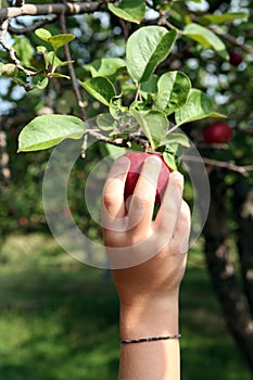 Small child's hand reaching up to pick an apple