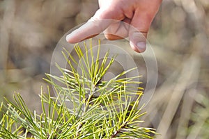 A small child`s index finger touches a sharp spruce needle