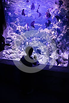 A small child watches fish in an aquarium. Oceanarium. Ocean fish in the aquarium. Nature protection concept. Happy child photo