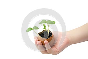 Small children hand hold a blossoming cucumber seedling. Seed germination. Child hand holding a sprout in egg with soil isolated o