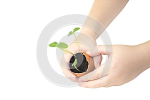 Small children hand hold a blossoming cucumber seedling. Seed germination. Child hand holding a sprout in egg with soil isolated o